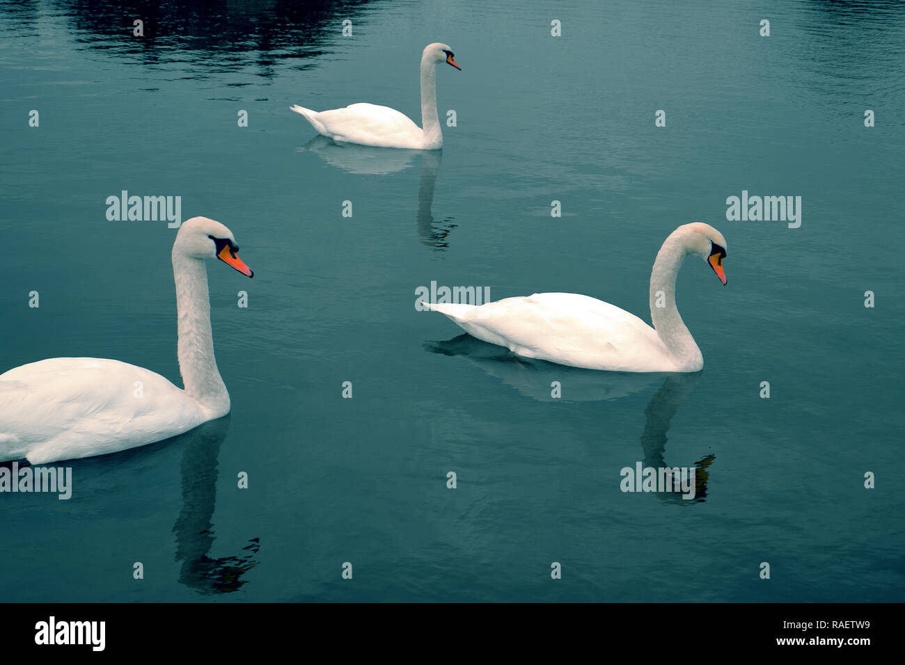 swans at the deep blue alps lake Stock Photo Alamy