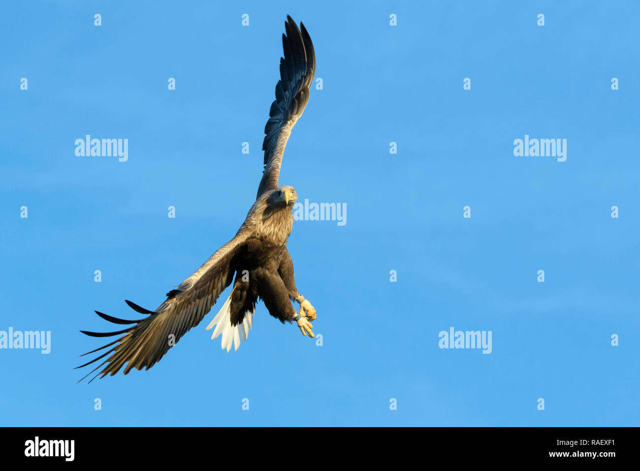 White-tailed sea eagle (Haliaeetus albicilla) flying against blue sky, Norway. Stock Photo