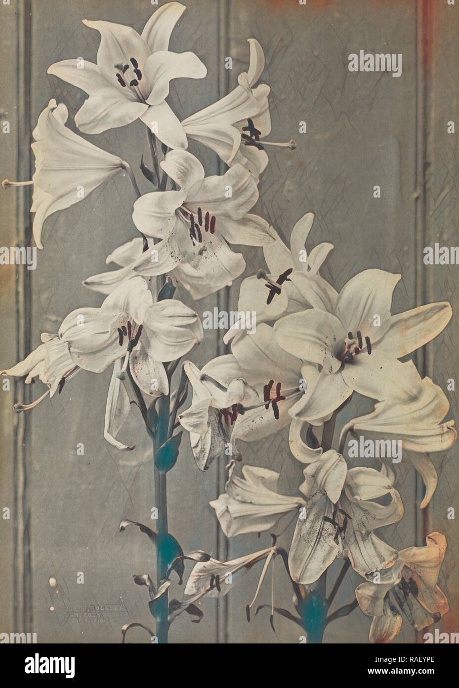 Lilies, Frederick H. Hollyer (English, 1837 - 1933), about 1885, Platinum print, 33.7 × 19.1 cm (13 1,4 × 7 1,2 in reimagined Stock Photo