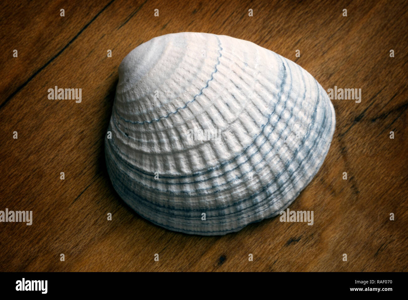 A Coquina shell sitting on a wood grain background. Stock Photo
