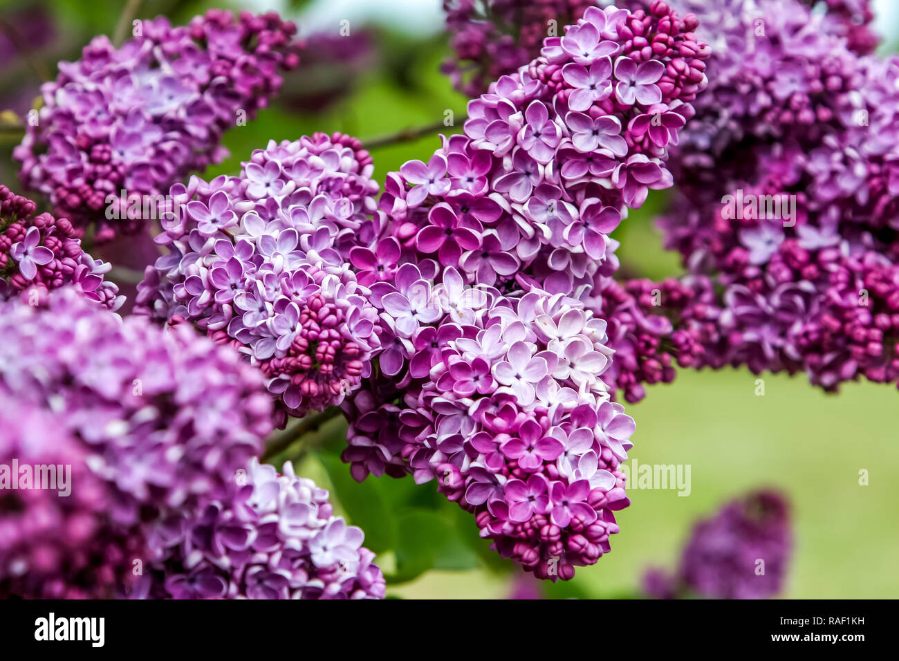 Blooming lilac bush in spring time. Blossoming lilac flowers. Flowering lilac bush in Latvia. Blooming pink lilac flowers in spring season. Stock Photo