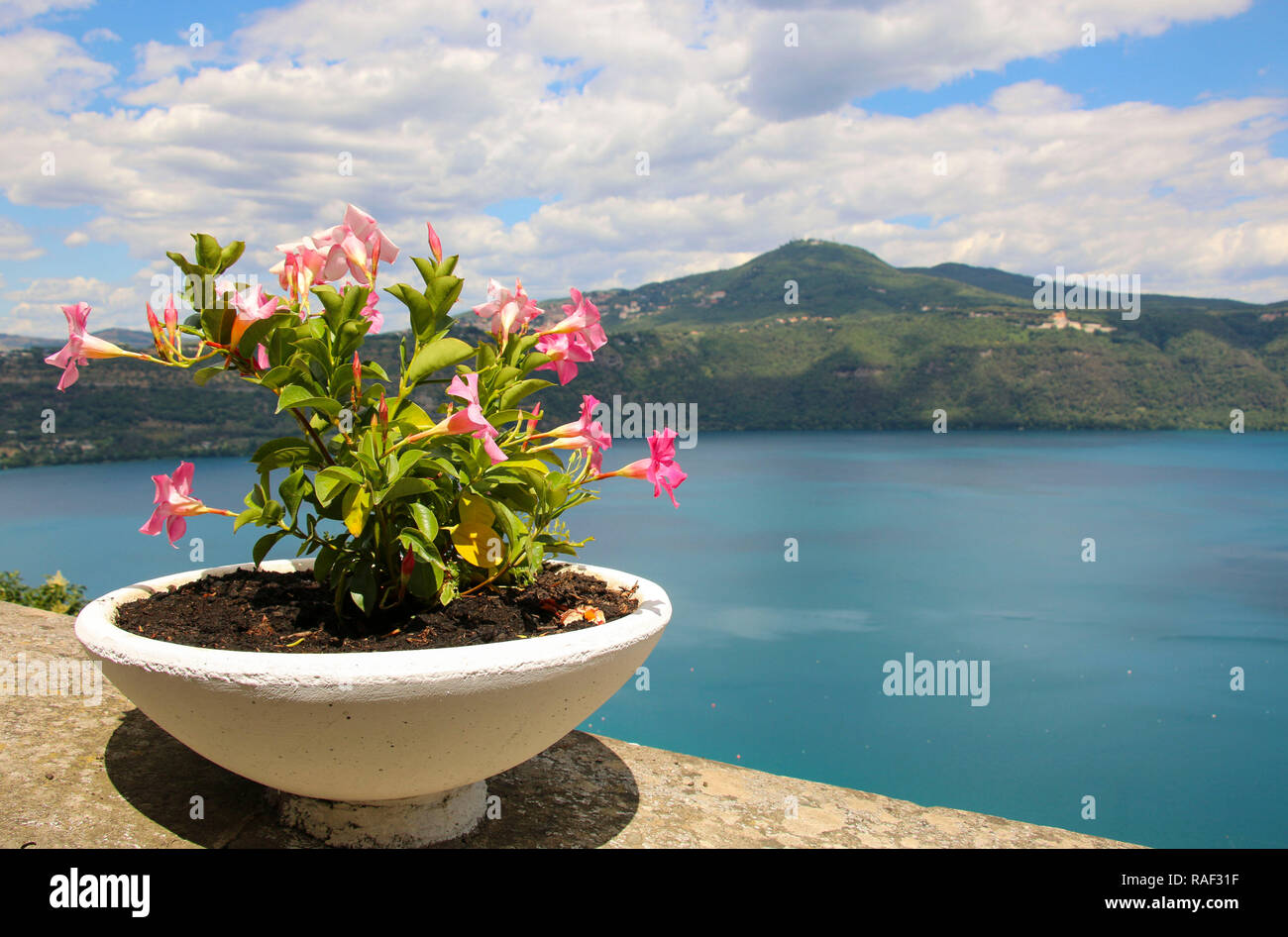 Petunia flowers (Petunia hybrida) on the background Lake Nemi, Rome province Lazio, Italy Stock Photo
