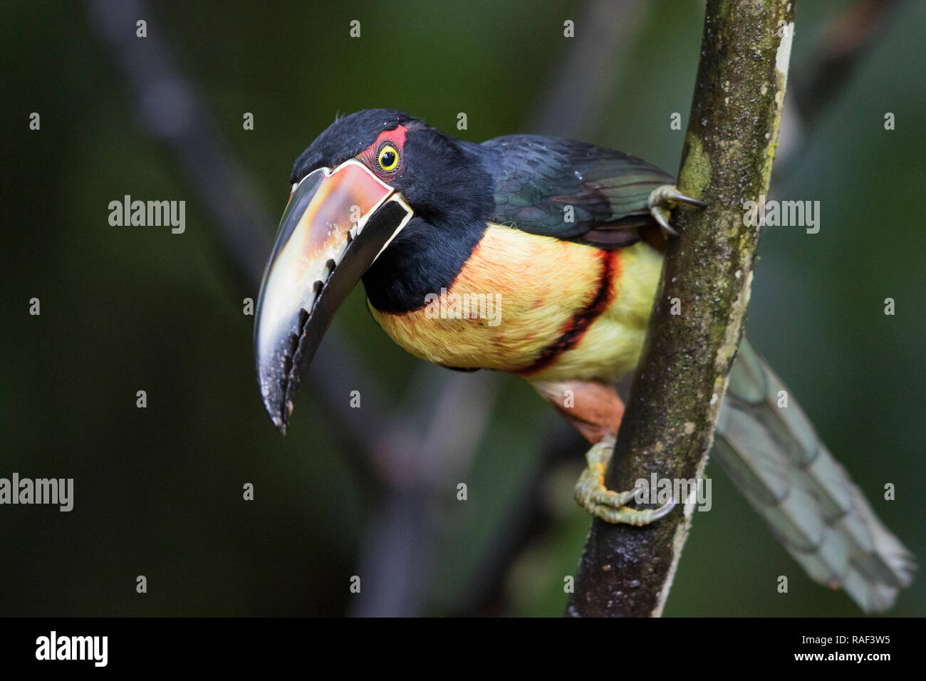 Fiery-billed aracari in Costa Rican rainforest Stock Photo