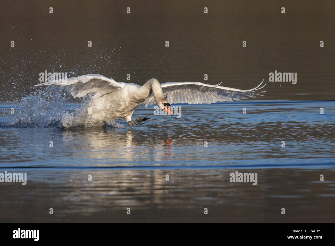 Mute Swan splashing on landing Stock Photo