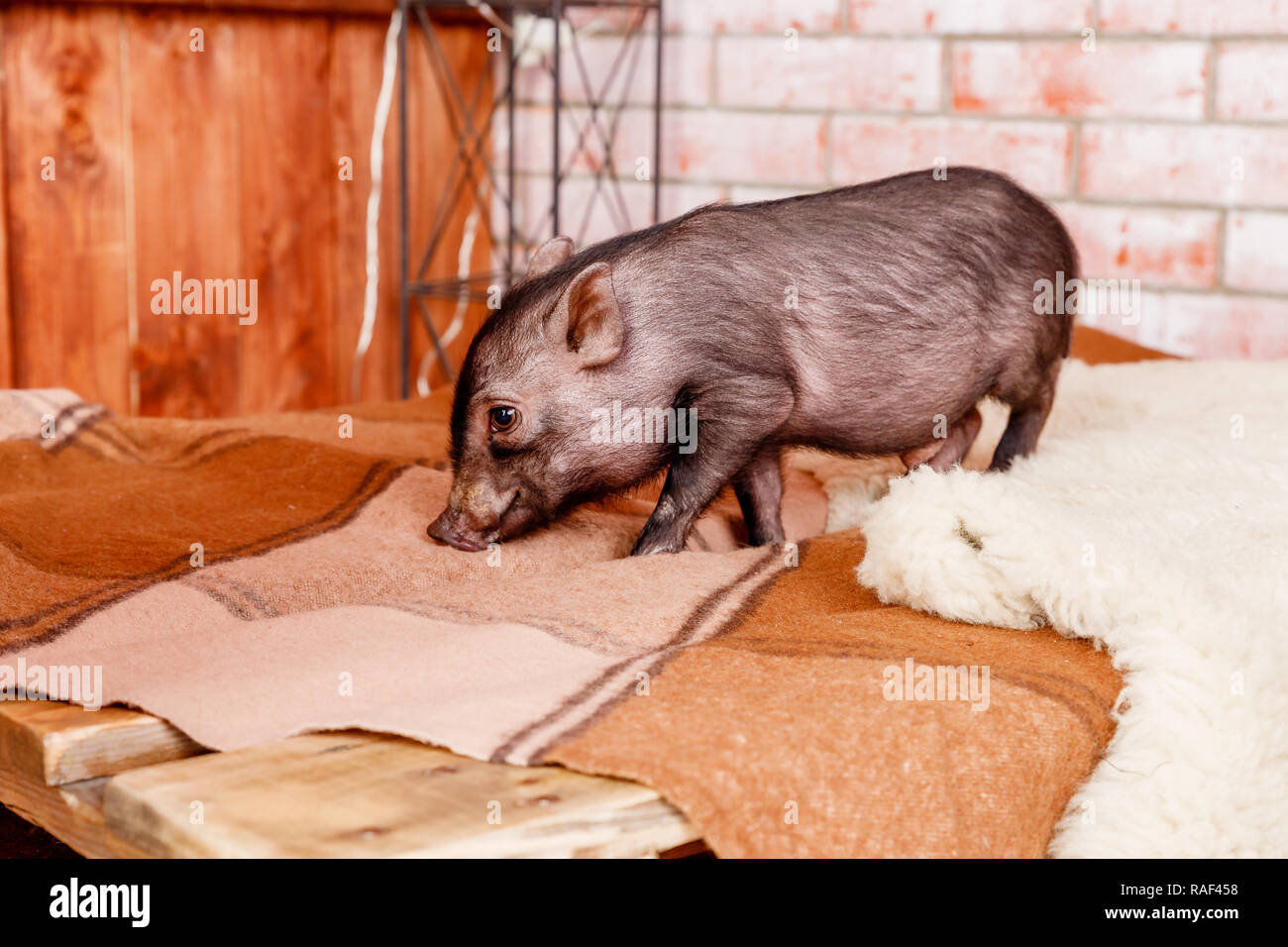 Beautiful Piglet High Resolution Stock Photography And Images Alamy