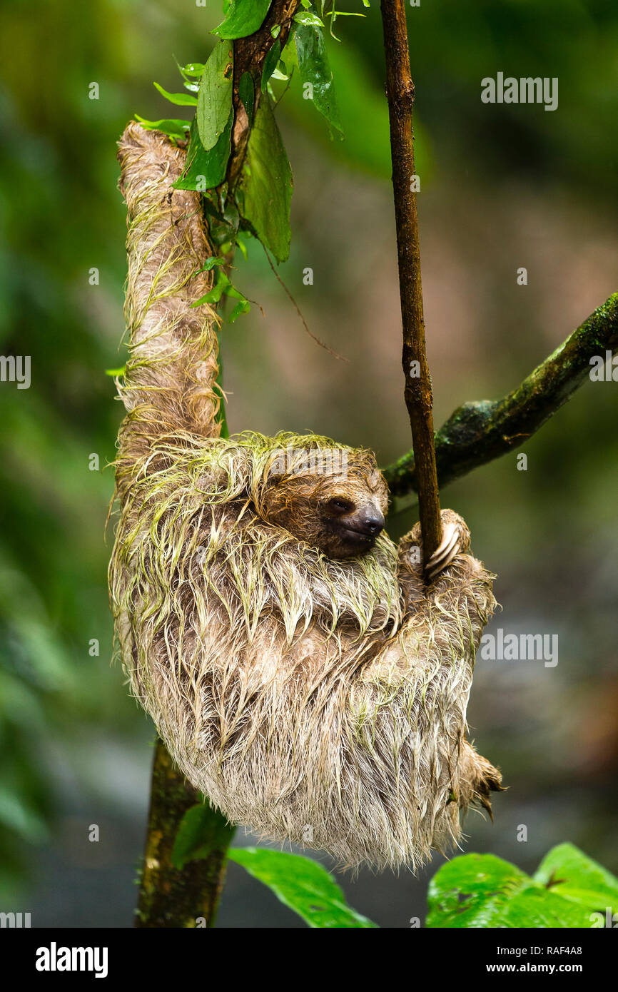 Three-toed sloth in Costa Rica Stock Photo
