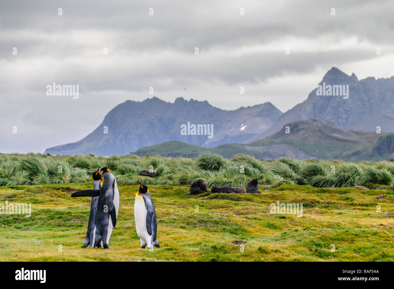 King Penguins on Salisbury plains Stock Photo - Alamy