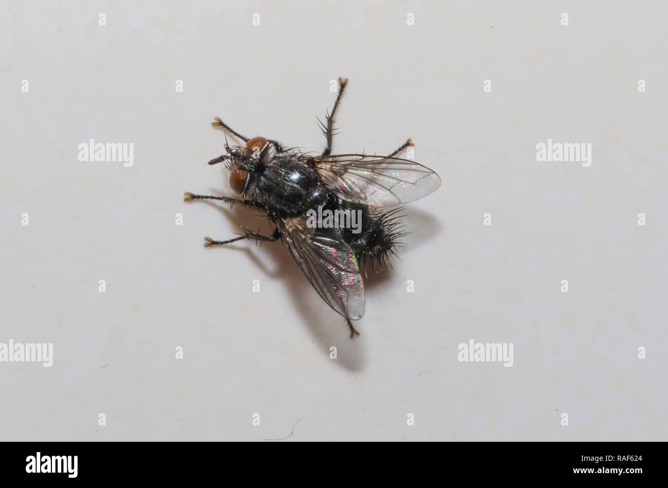 Specimen of domestic fly in the foreground Stock Photo - Alamy