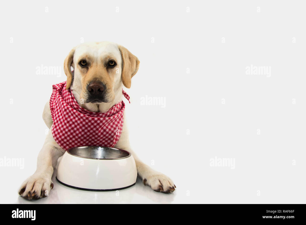 DOG EATING. HUNGRY PUPPY WITH EMPTY BOWL WAITING FOR ITS FOOD. WEARING