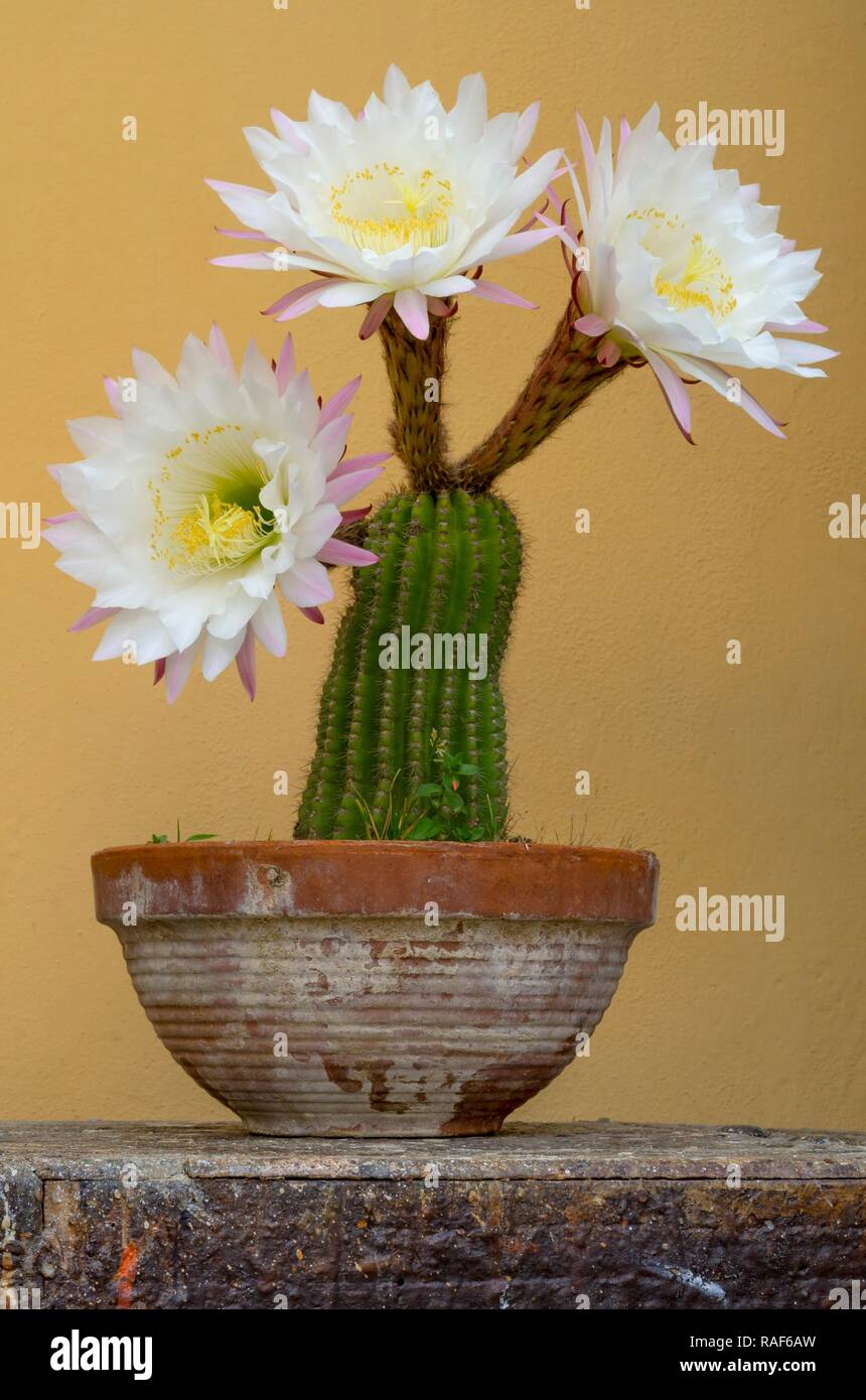 Cactus plant with beautiful white and pink flowers in the foreground ...