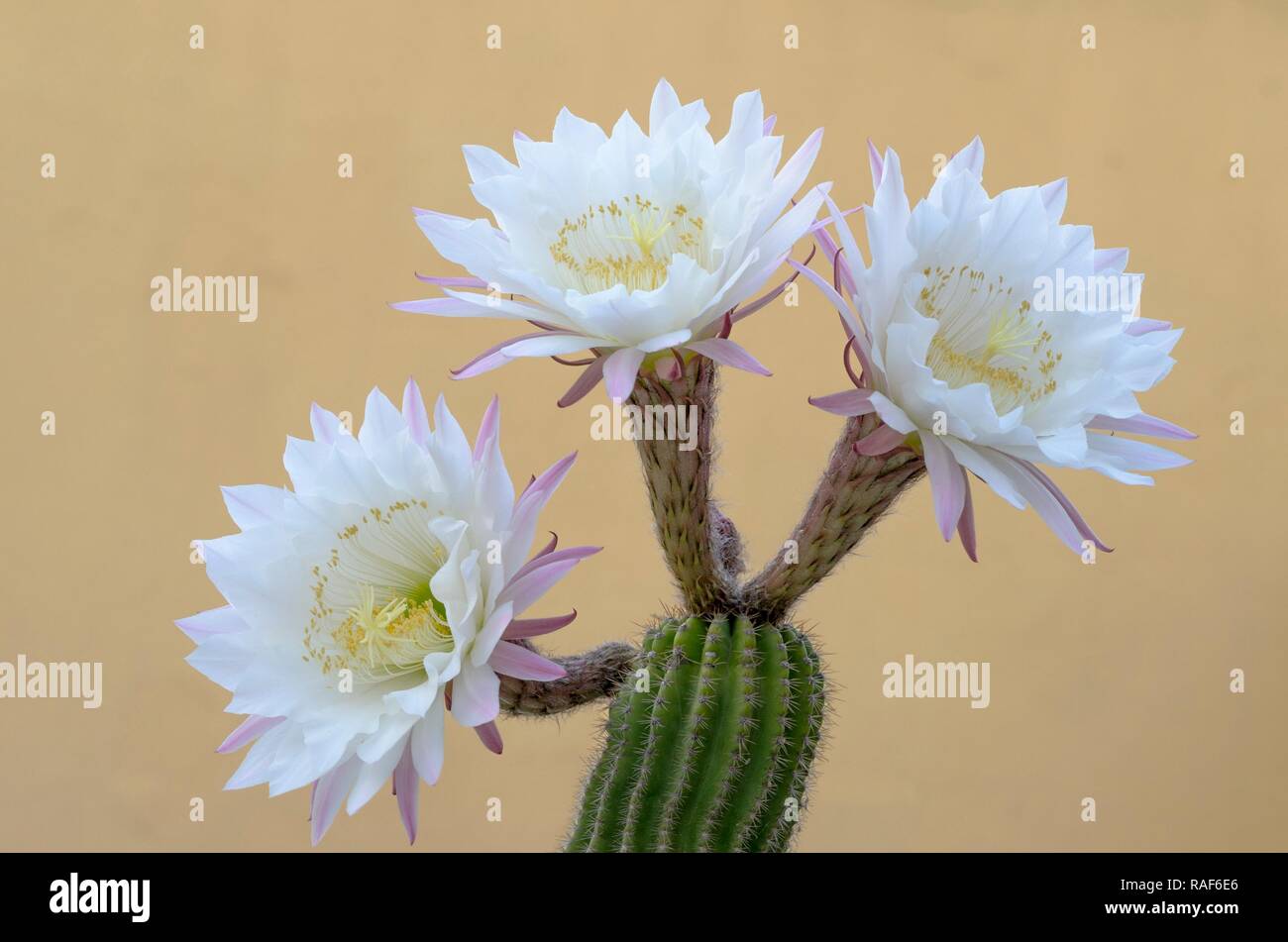 Cactus plant with beautiful white and pink flowers in the foreground ...