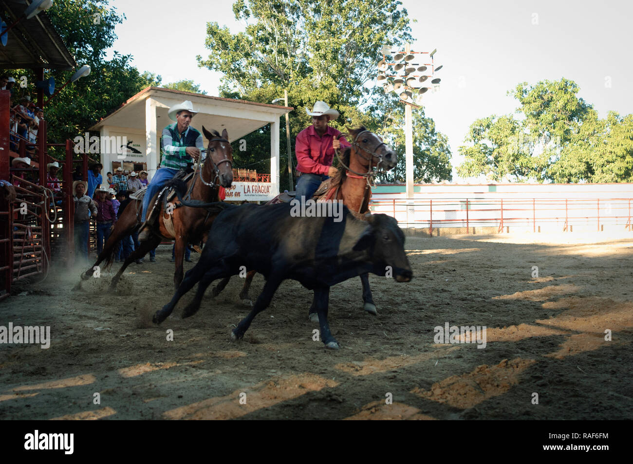Sancti Spiritus/Cuba-December 2016:  A typical rodeo tournament involving a series of riding and roping contests. Stock Photo