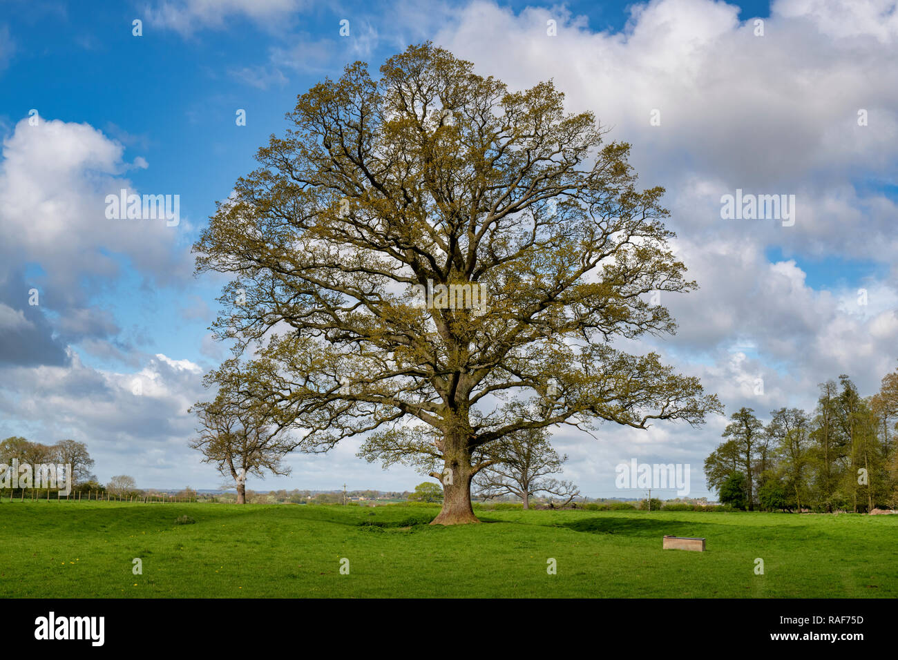 Oak Tree In Spring