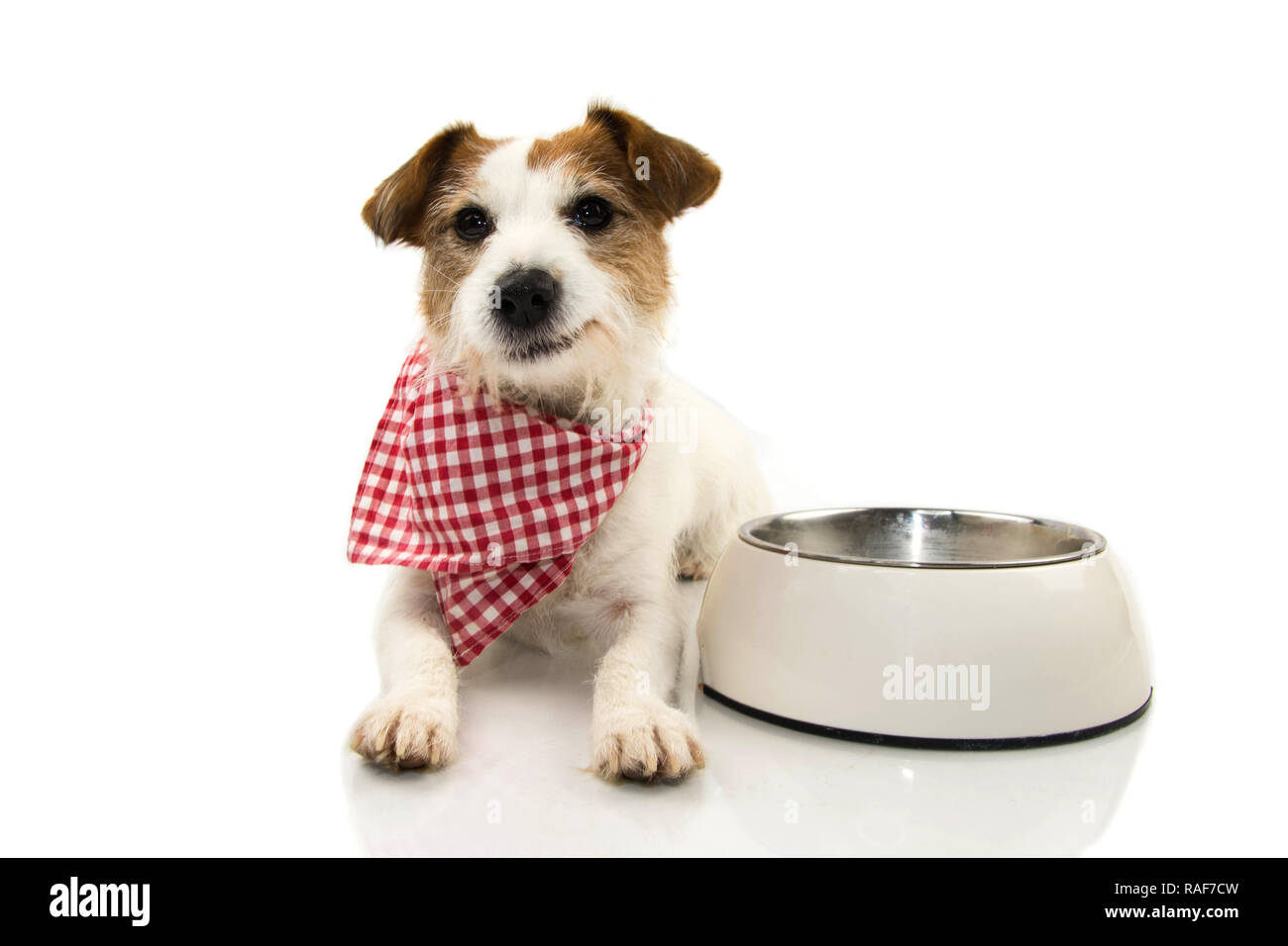 Should A Dog Eat Lying Down