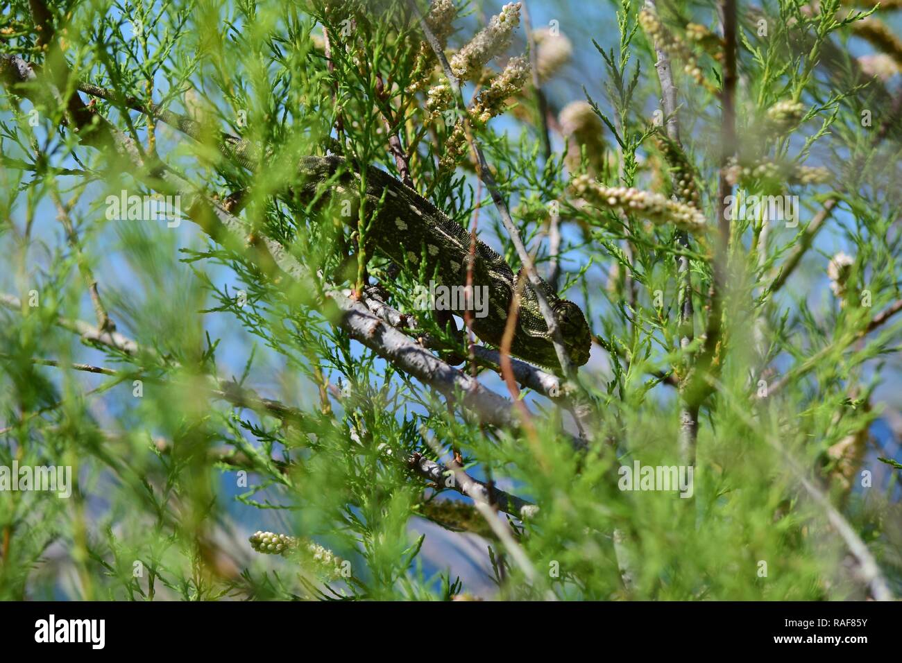 Mediterranean chameleon, Chamaeleo chamaleon, walking among vegetation of African tamarisk tree and cape sorrel, a Maltese naturalised alien species Stock Photo