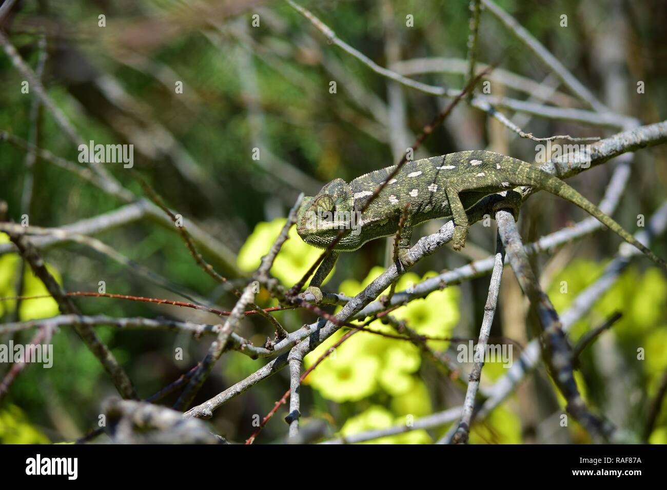 Mediterranean chameleon, Chamaeleo chamaleon, walking among vegetation of African tamarisk tree and cape sorrel, a Maltese naturalised alien species Stock Photo