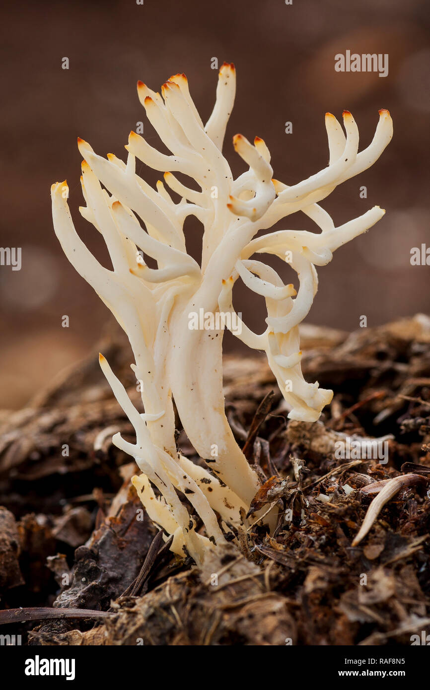 Clavulina cristata growing among the forest leaves Stock Photo