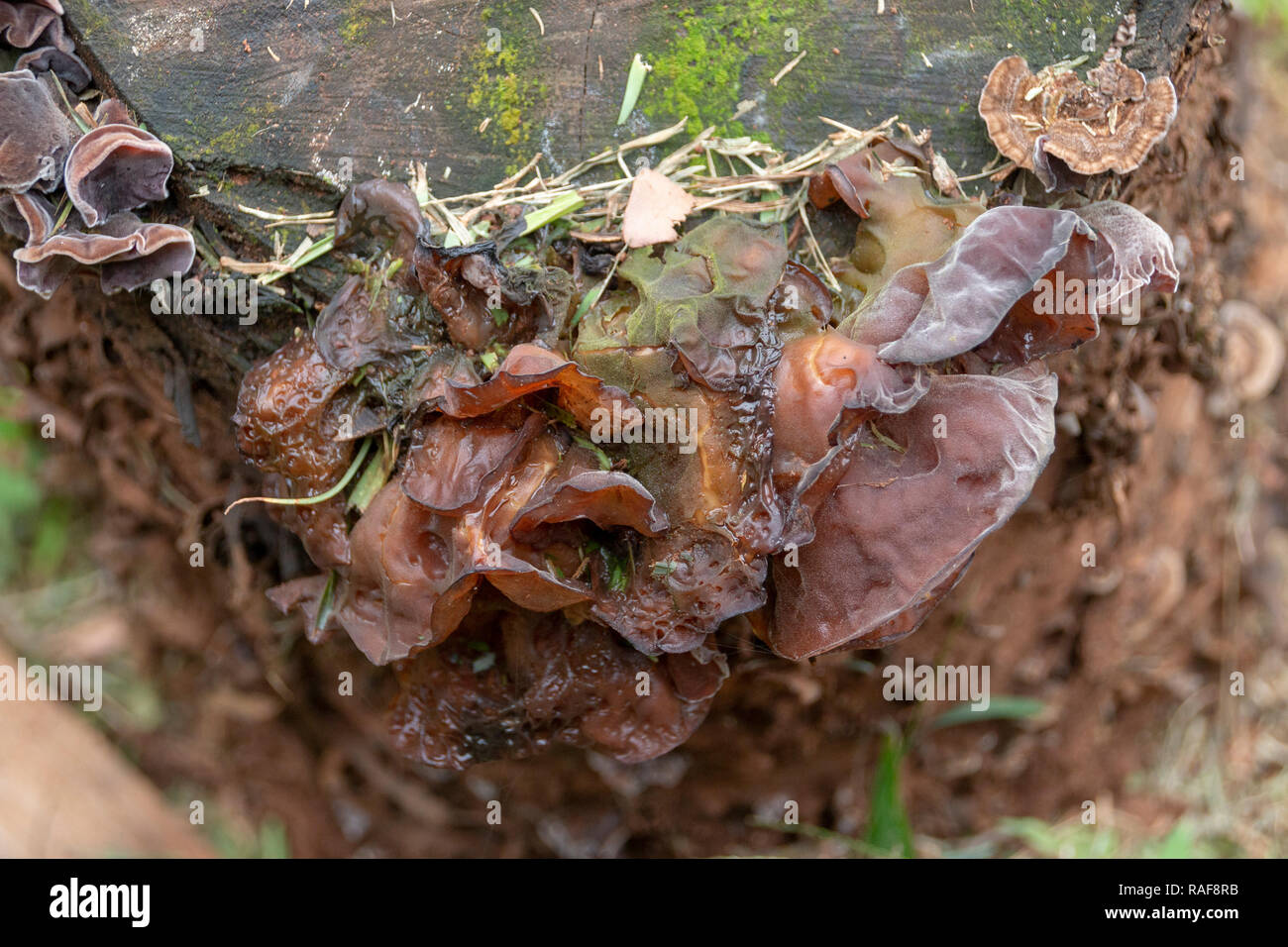 A close up front view of fungus growing on the side of a tree stump in the garden Stock Photo