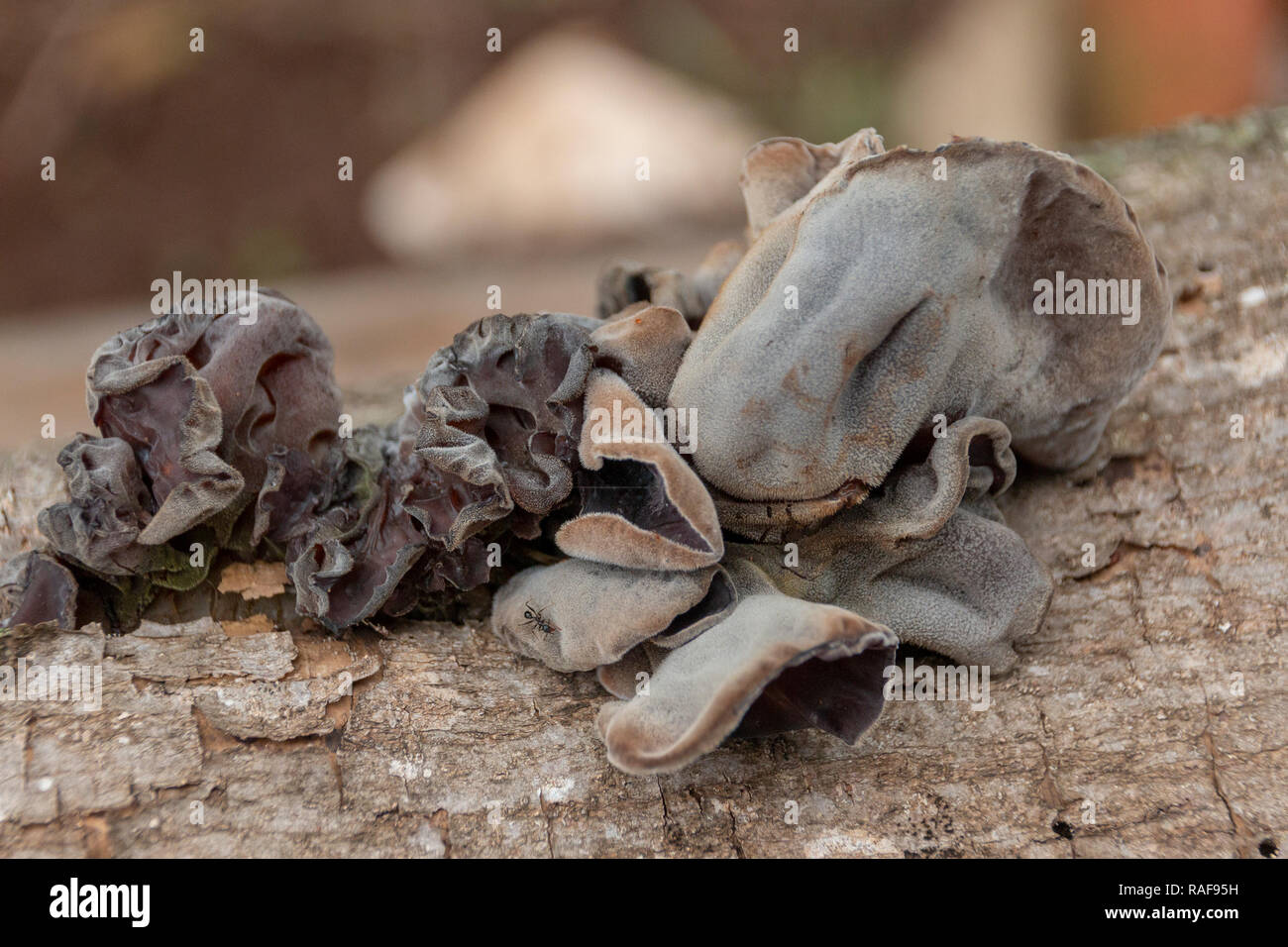 A close up front view of fungus growing on the side of a tree stump in the garden Stock Photo