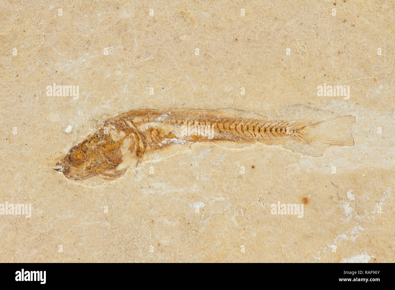 leptolepis brasiliensis, prehistoric fossil fish enclosed in stone Stock Photo