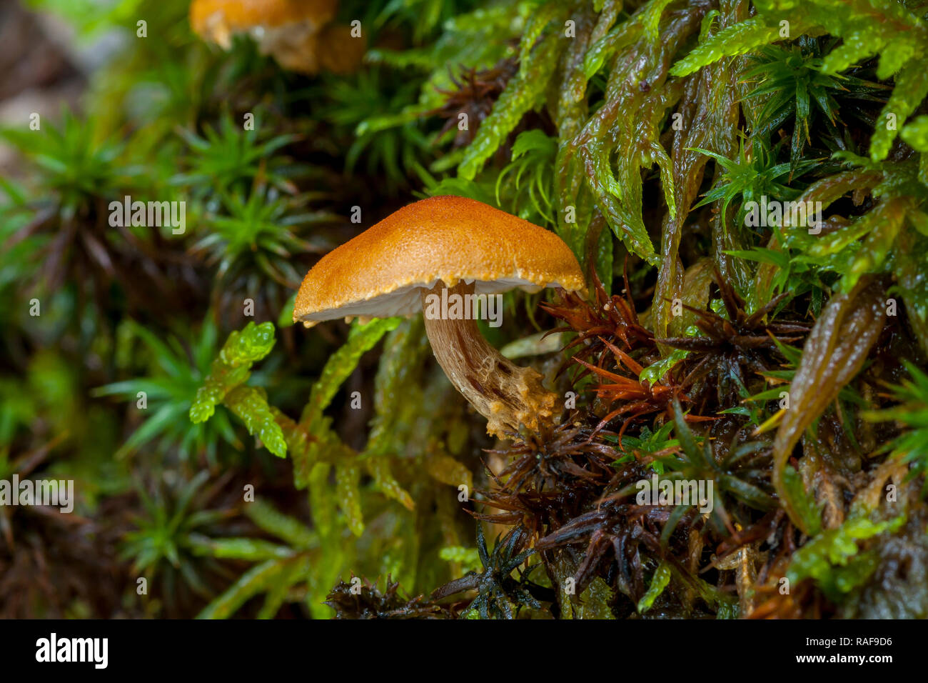 Mushroom in autumn colors Cystoderma sp Stock Photo