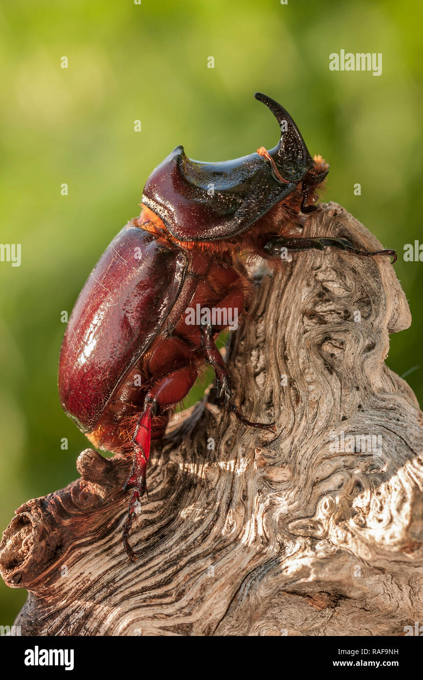 European rhinoceros beetle, Oryctes nasicornis, perched on a log Stock Photo