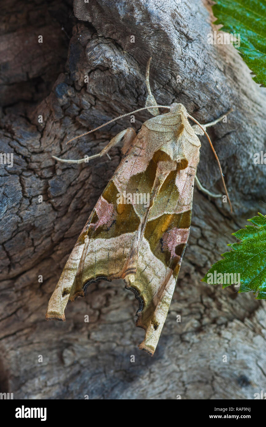 Thalera fimbrialis perched on a log Stock Photo