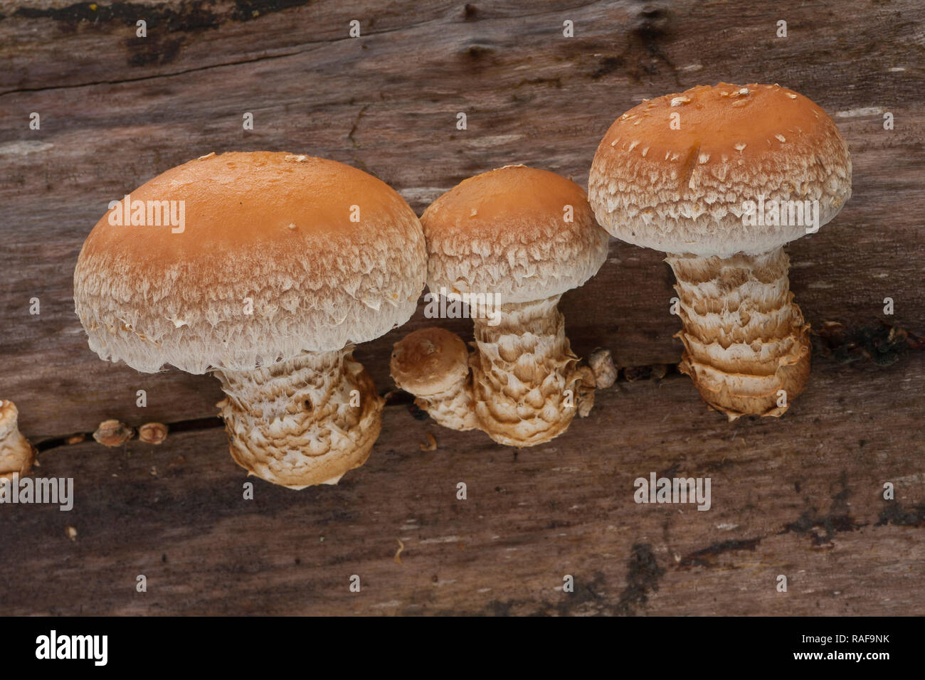 trunk forest mushrooms, (Pholiota destruens -Hemipholiota populnea) Stock Photo