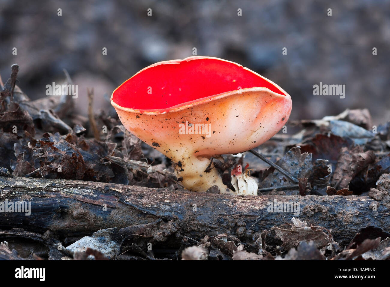 sarcoscypha coccinea growing up a dead trunk Stock Photo