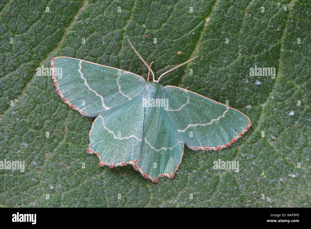 Thalera fimbrialis perched on a green leaf Stock Photo