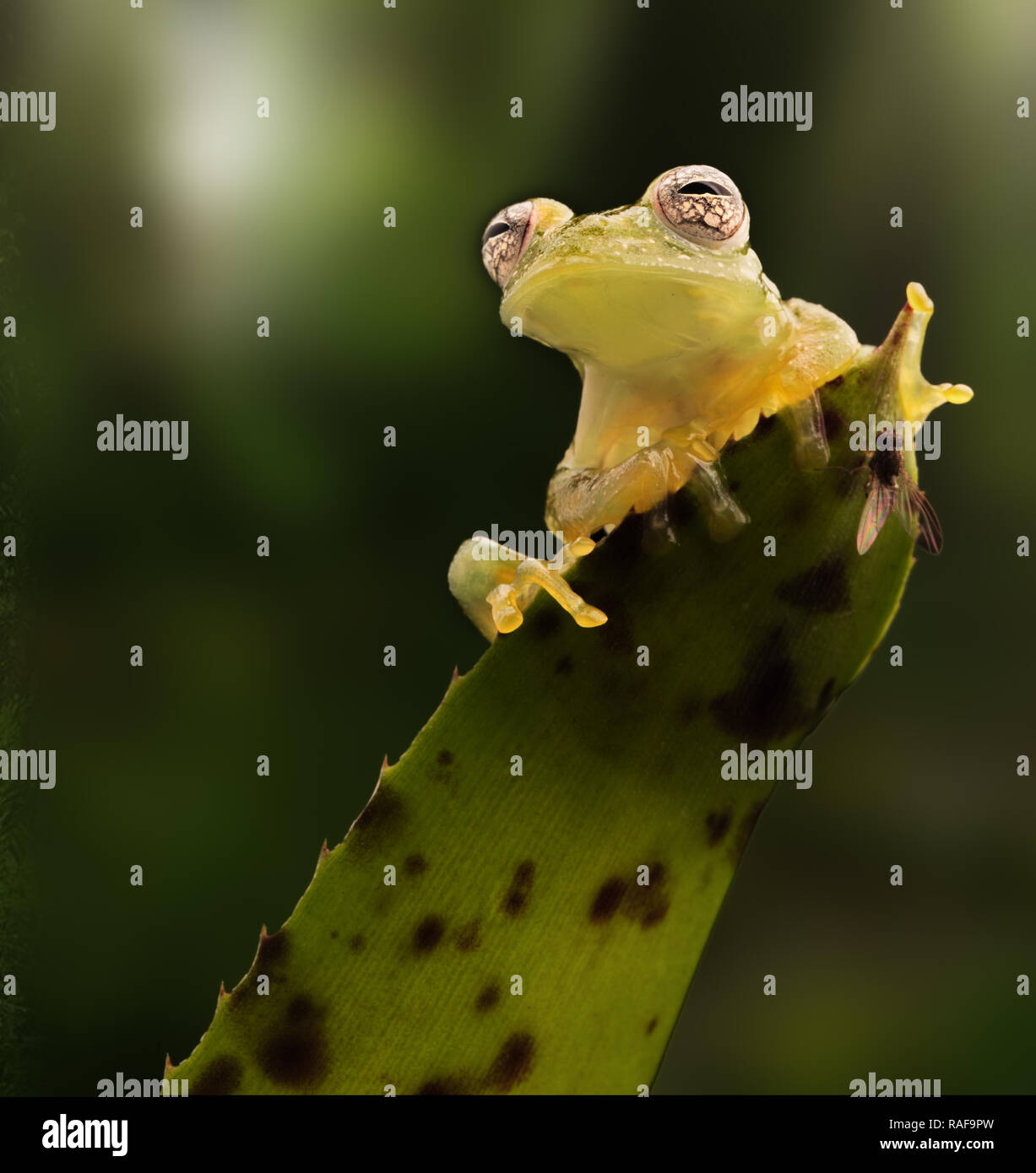 glass frog on leaf in Amazon rain forest. Teratohyla pulverata a small glassfrog from the tropical jungle. Beautiful macro of a small animal. Stock Photo