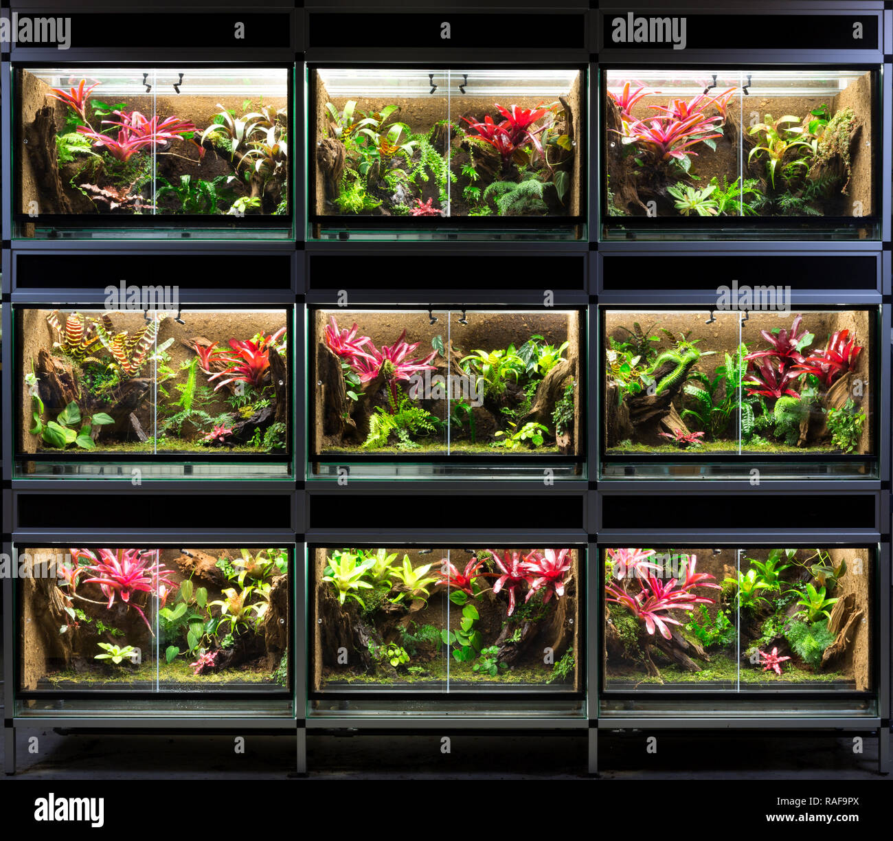 Terrarium rack. A series of nine tropical rain forest vivarium ideal for poison dart frog pet Stock Photo