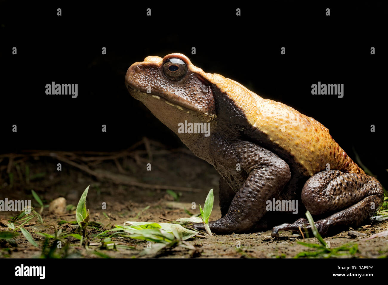 big tropical rain forest toad, Rhaebo blombergi from the tropical jungle of Colombia. An endangered species in need of nature conservation. Stock Photo