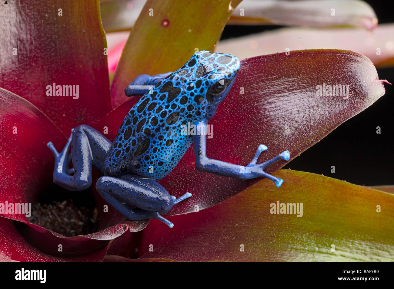 Blue and black poison dart frog, Dendrobates azureus. A beautiful poisonous rain forest animal in danger of extinction. Pet amphibian in a rainforest  Stock Photo