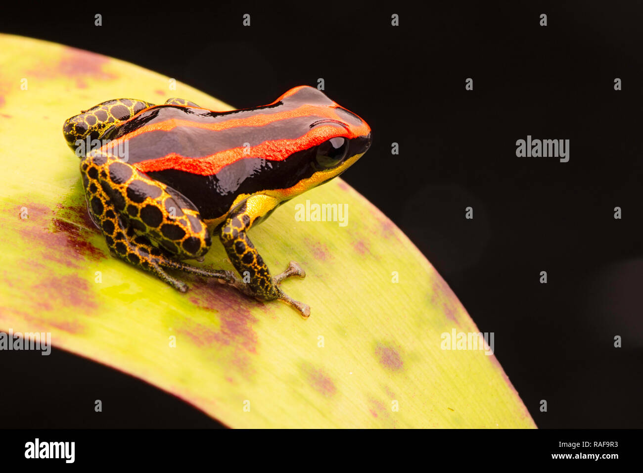 poison dart or arrow frog, Ranitomeya uakarii golden legs morph. A small Dendrobates from the Amazon rain forest in Peru. This animal lives in the tro Stock Photo