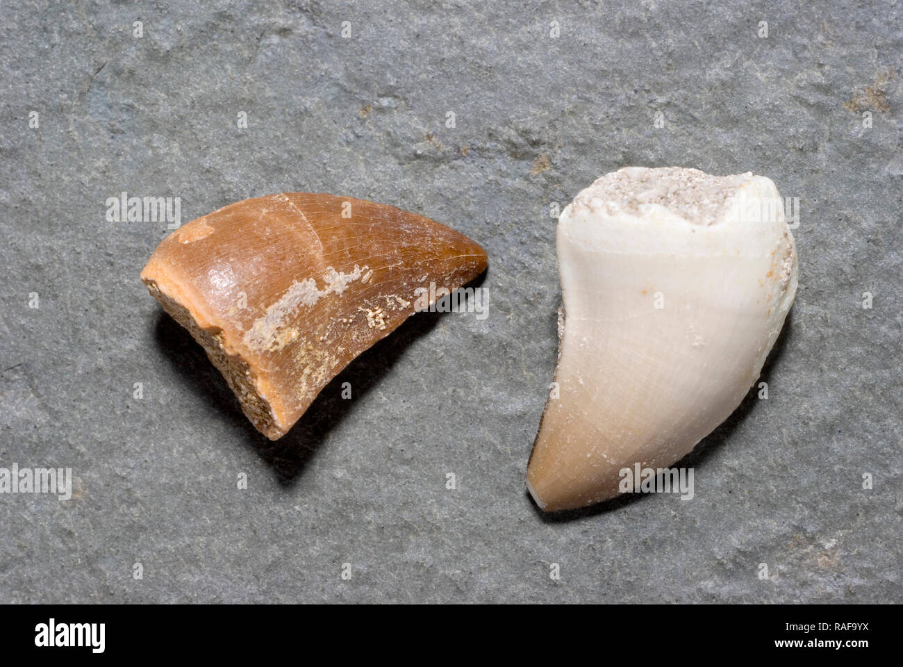 Fossil Mosasaur Teeth Stock Photo