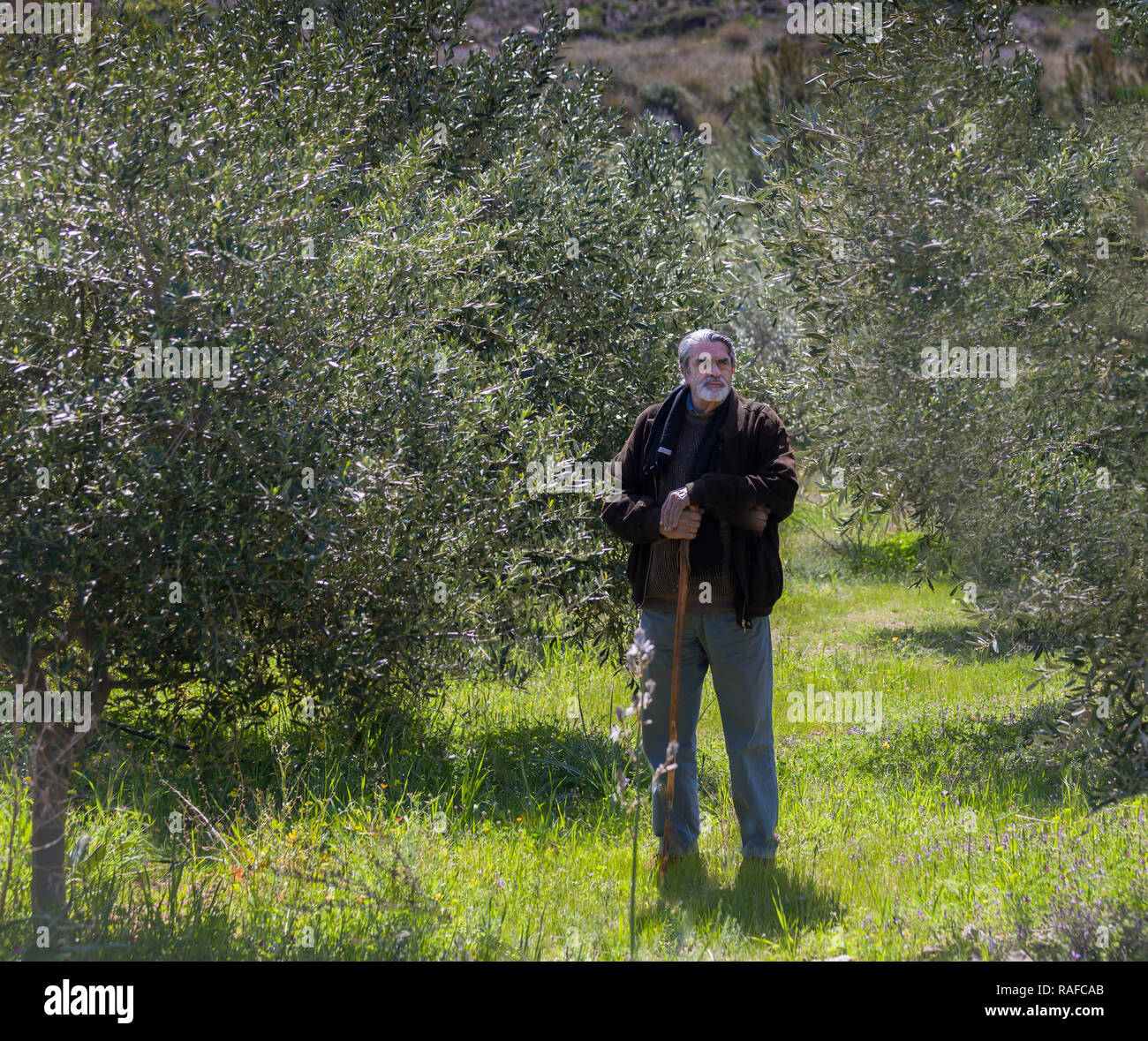 Man standing in Olive Grove. Senior citizen standing inspecting the  olive trees. Stock Image Stock Photo