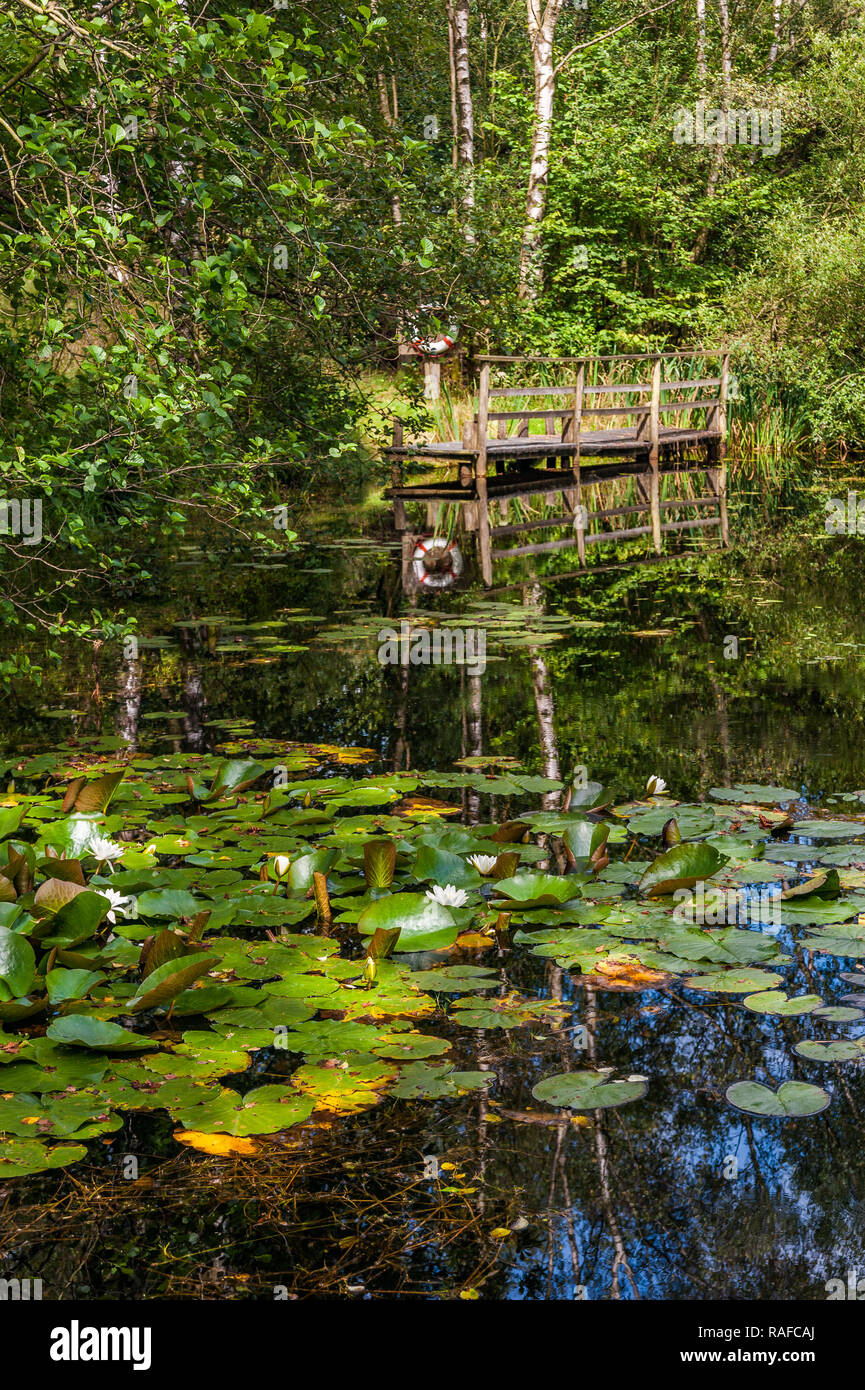 Lily Pond at Hay Bridge nature reserve in Cumbria Stock Photo - Alamy