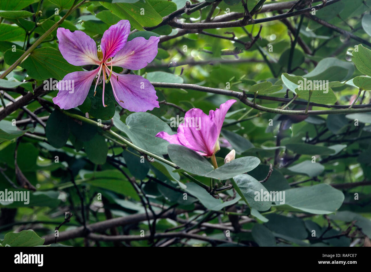 Hong Kong Orchid Tree closeup of Bauhinia purpurea flowers, Bauhinia