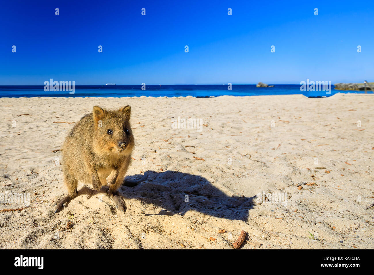 A cute Quokka on the Basin Beach at Rottnest Island in Western Australia. Quokka is considered the happiest animal in the world. Summer season. Blue sky with copy space Stock Photo - A cute Quokka on the Basin Beach at Rottnest Island in Western Australia. Quokka is considered the happiest animal in the world. Summer season. Blue sky with copy space Stock Photo -
