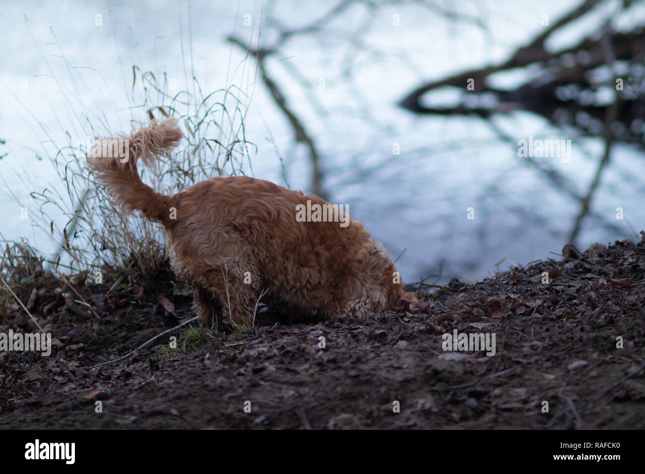 Dog digging with head in ground by river Stock Photo