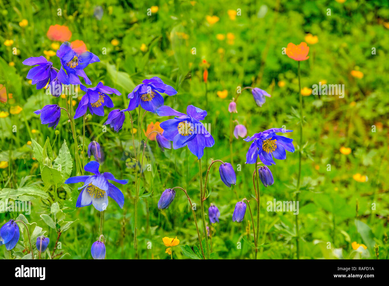 Beautiful blue wildflowers Aquilegia glandulosa close up, growing in alpine weadows of Altai mountains, Russia. Selective focus on flowers. Beauty of  Stock Photo