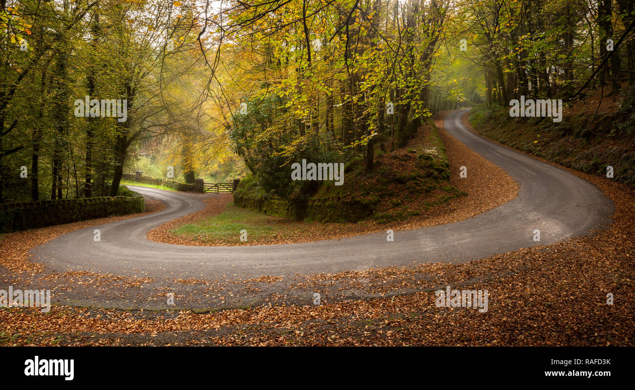 Photo in Autumn of road with hairpin going through Galtee Castle Woods, Limerick, Ireland Stock Photo