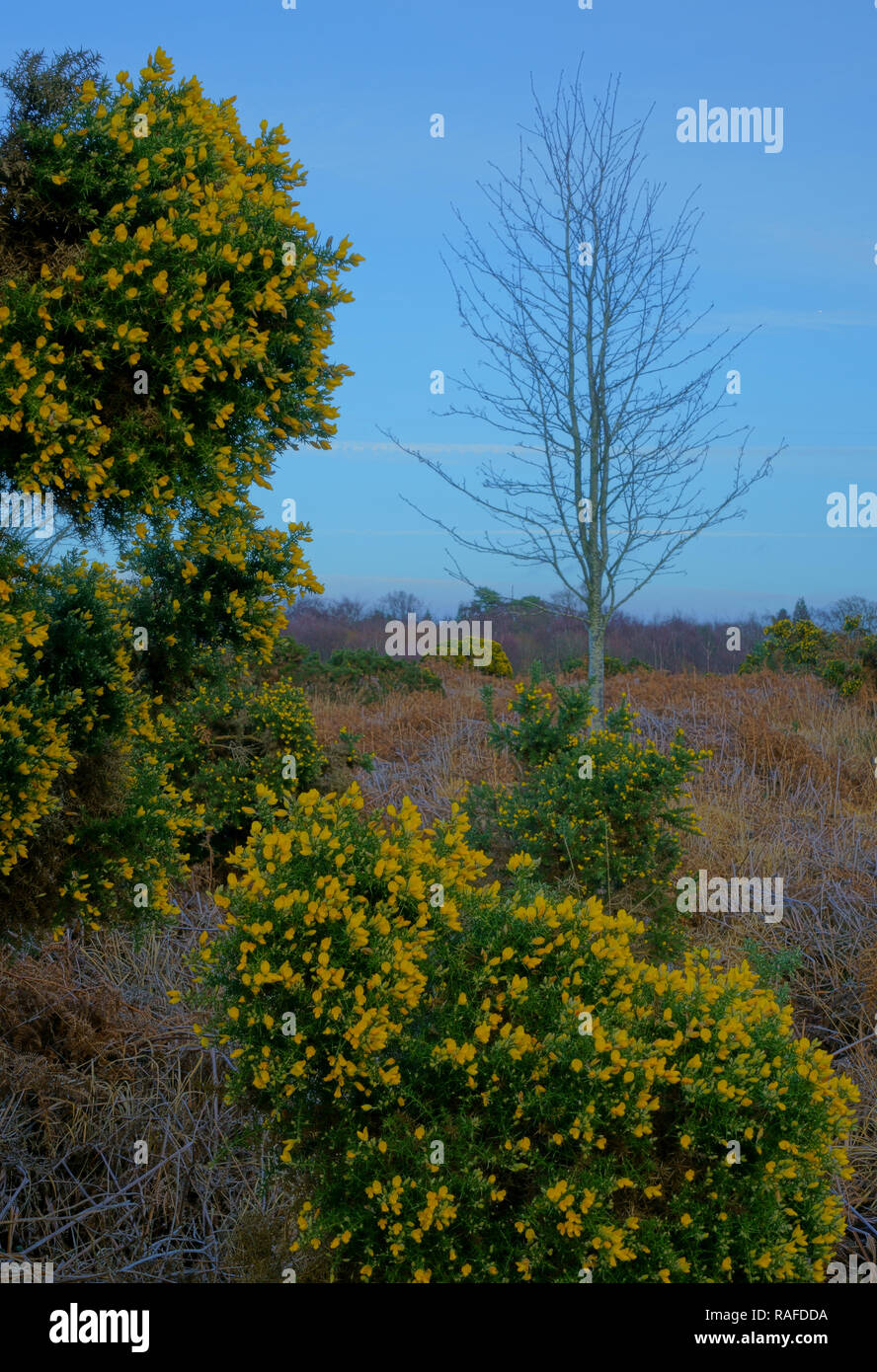 Gorse bush tree hires stock photography and images Alamy