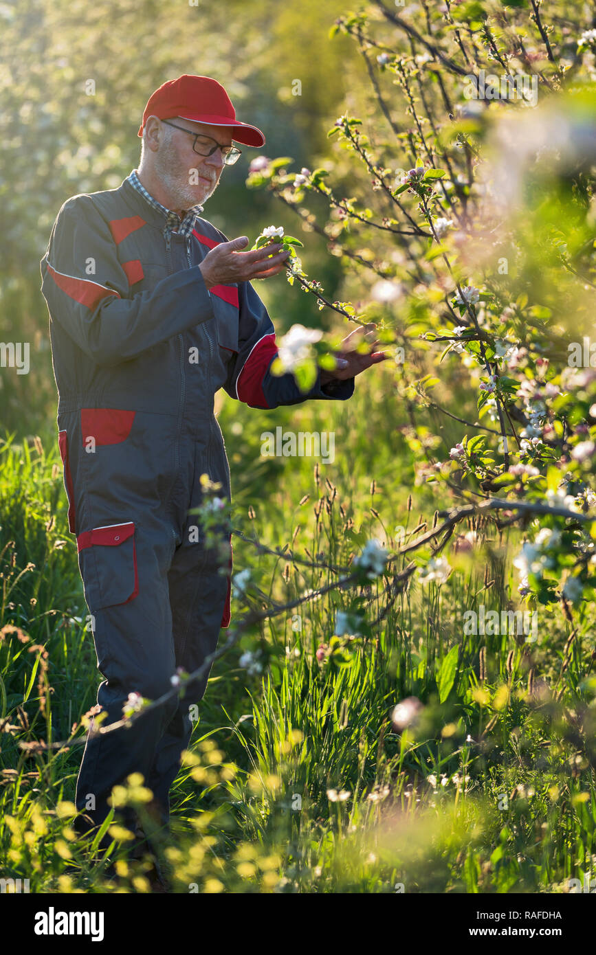 An apple grower checks the flowering of his apple trees in spring Stock Photo