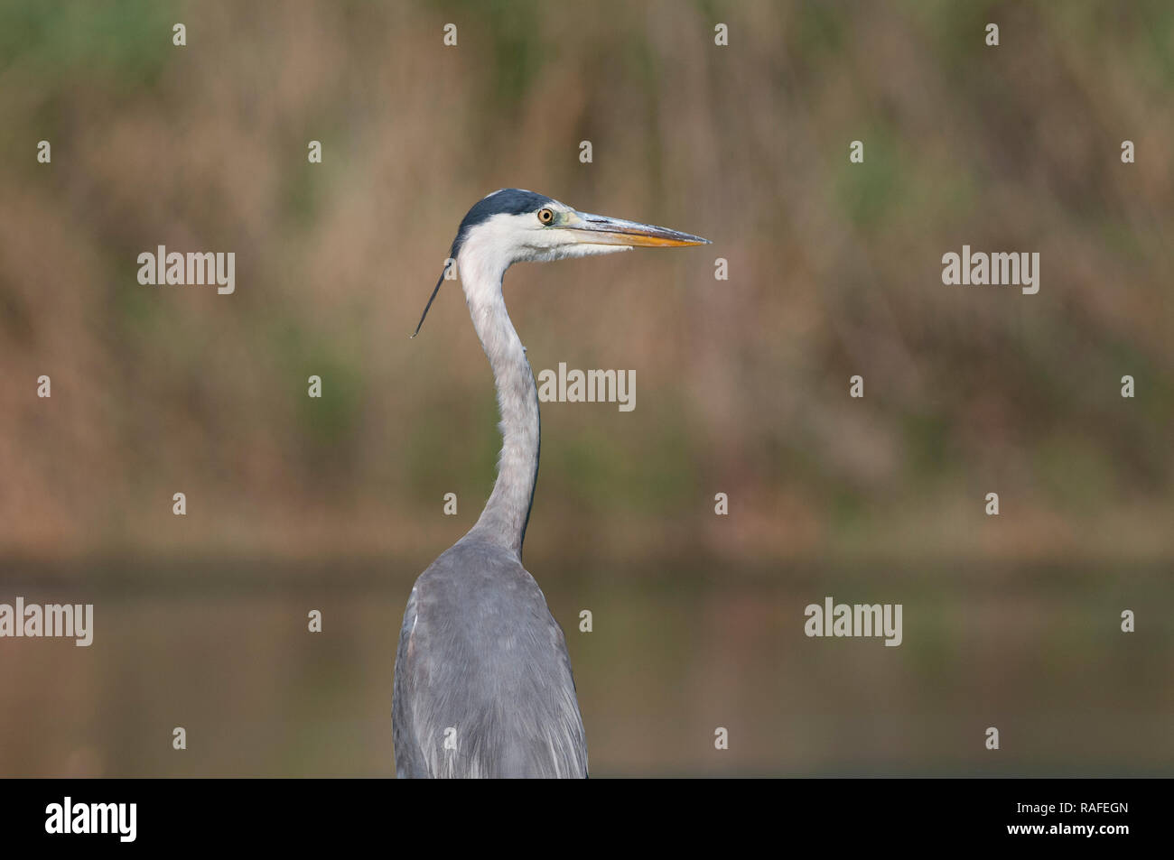 Grey Heron,Airone cenerino (Ardea cinerea),an adult in the foreground Stock Photo