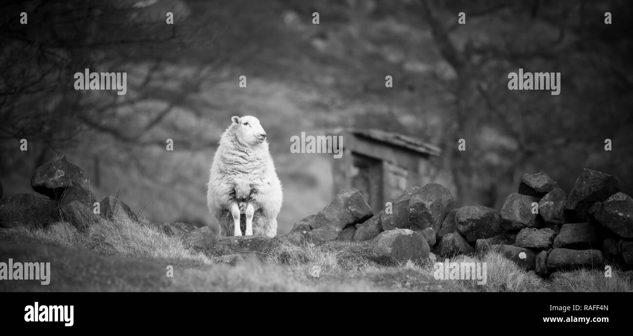 A sheep standing by a dry stone wall, black and white Stock Photo