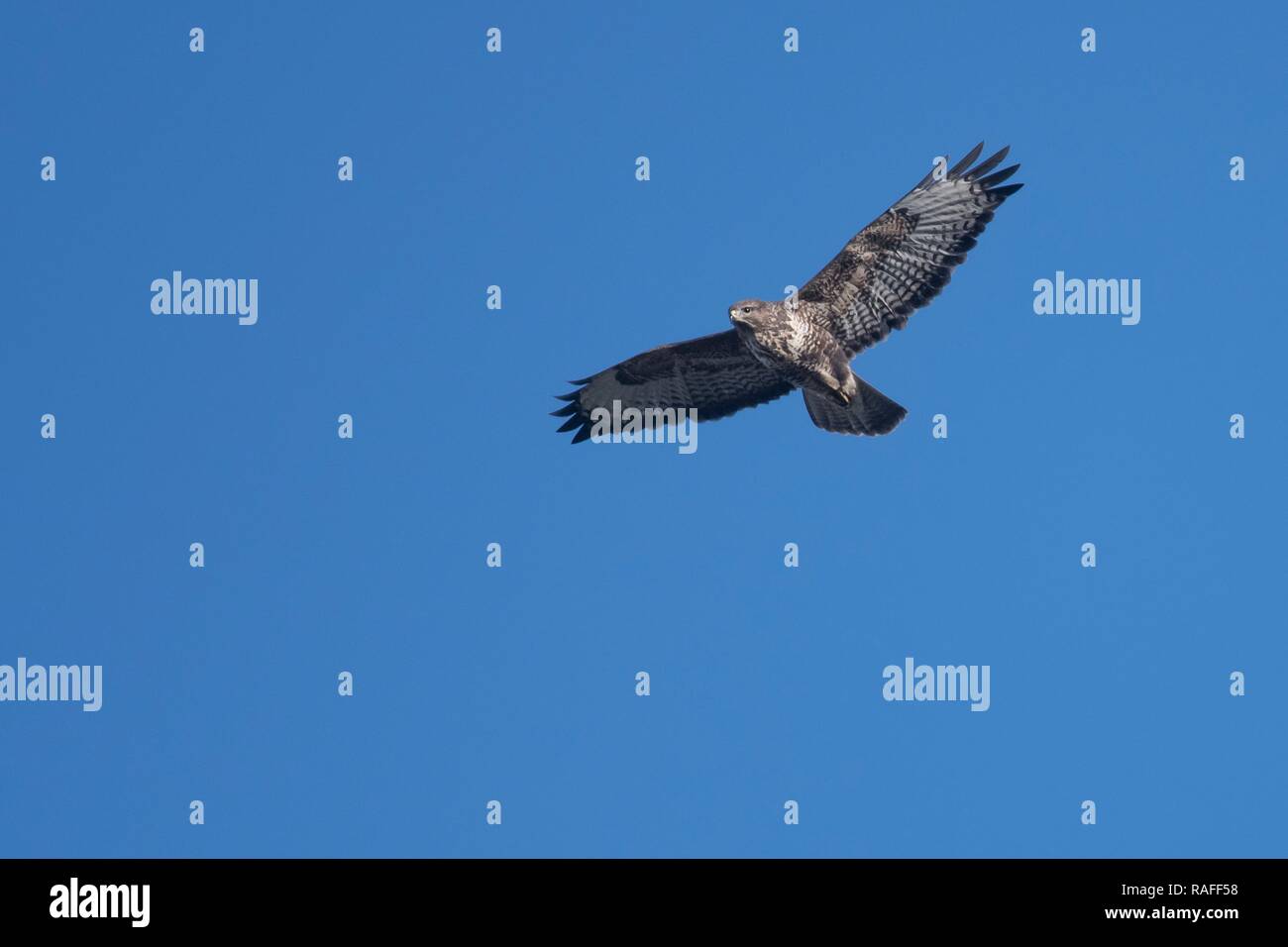 A Buzzard in flight against a blue sky Stock Photo