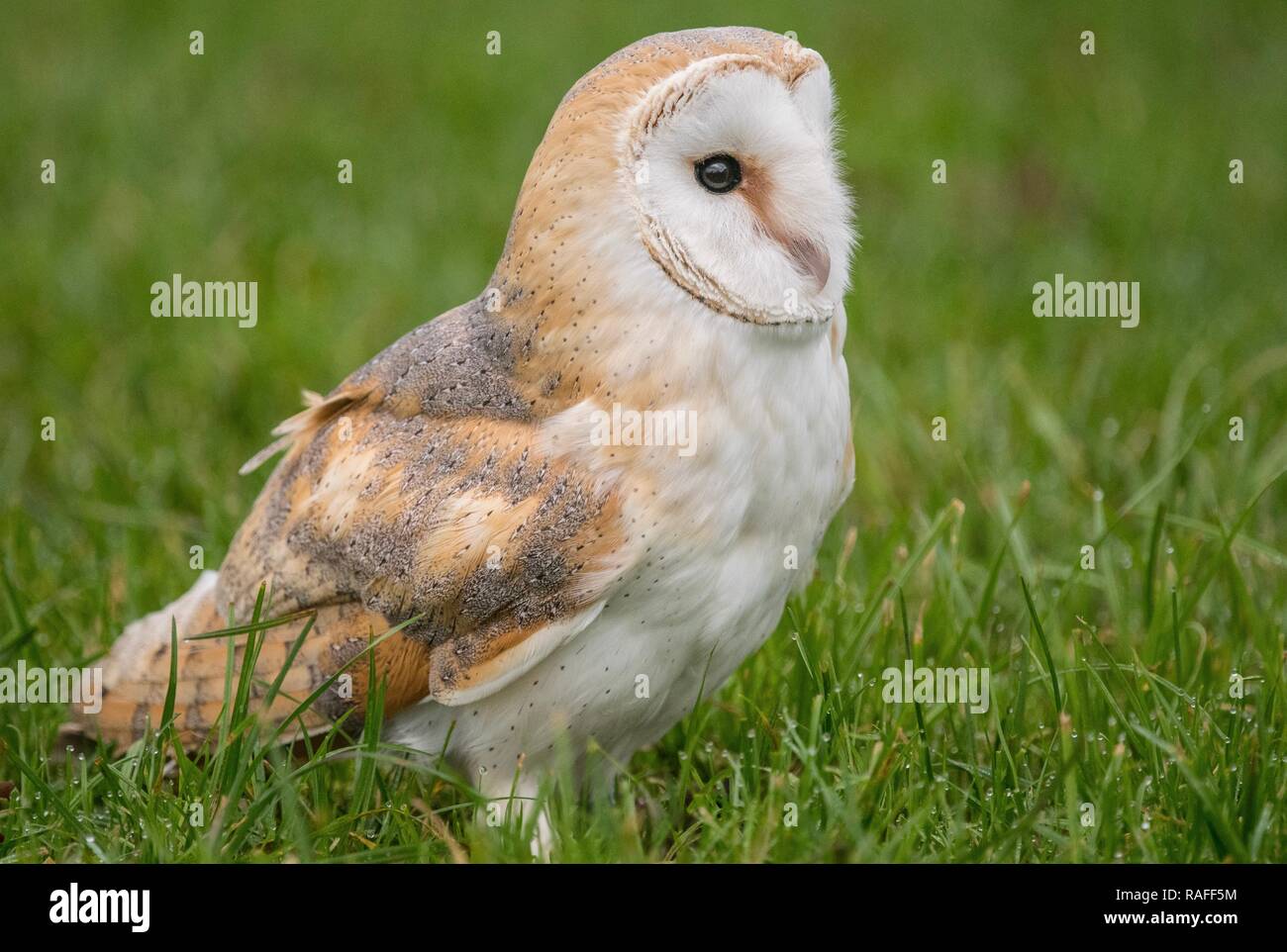 Close up of a beautiful barn owl Stock Photo