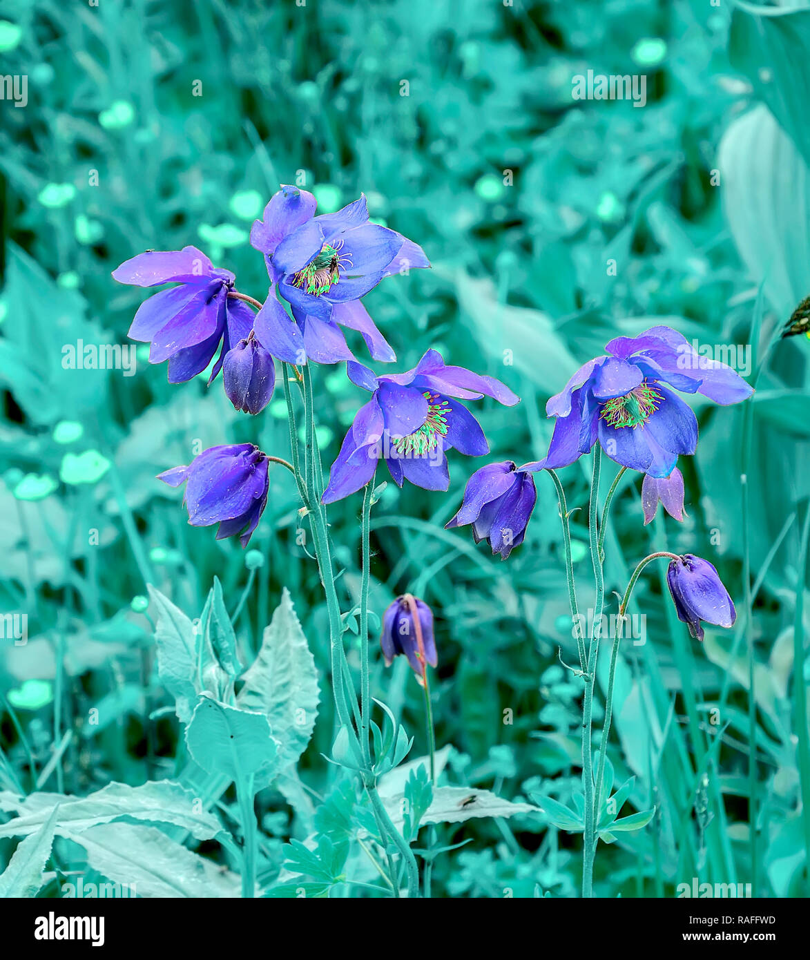Beautiful blue wildflowers Aquilegia glandulosa close up, growing in alpine weadows of Altai mountains, Russia. Beauty of wild nature, toned image Stock Photo
